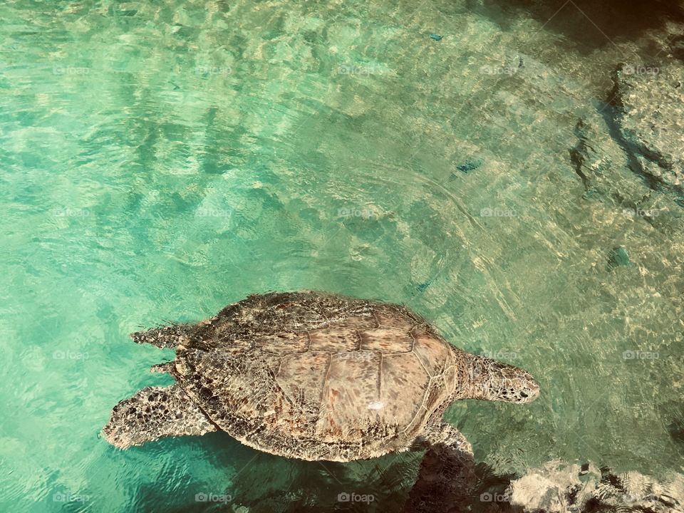 Beautiful turtle 