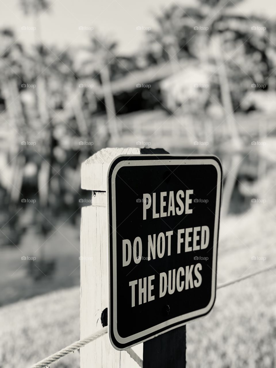 Please do not feed the ducks