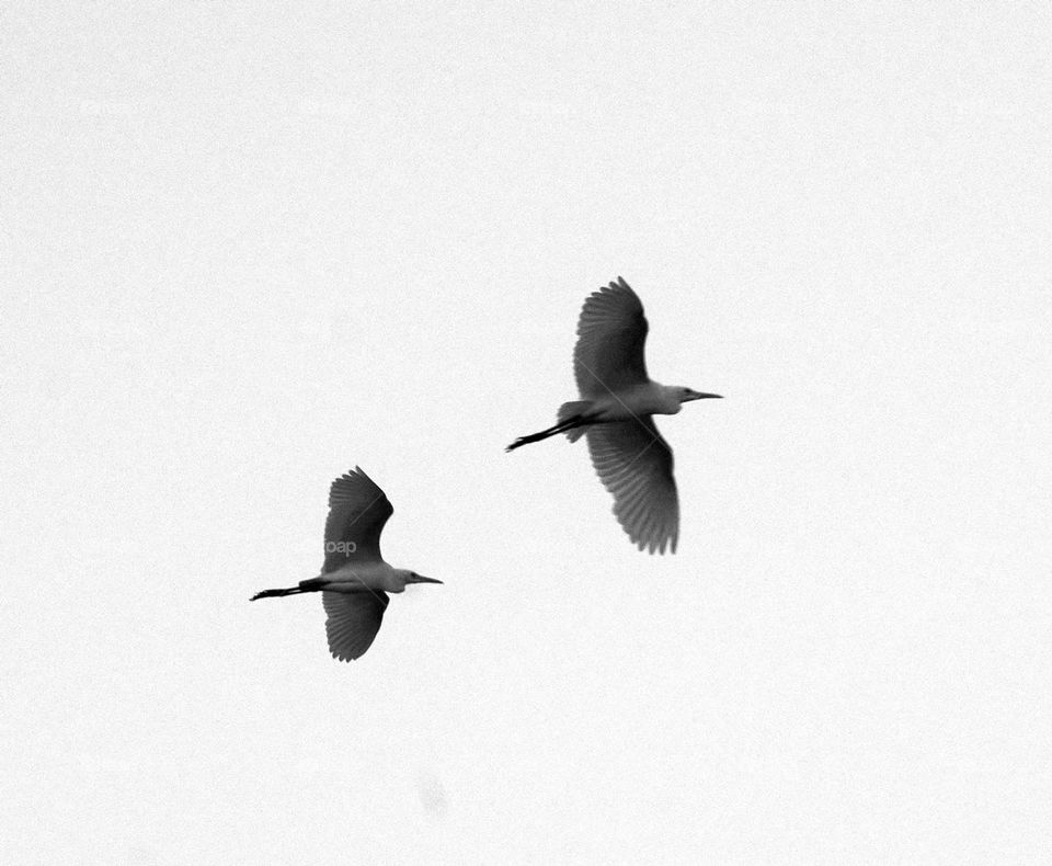 Birds in motion - A monochromatic photo of birds in action 