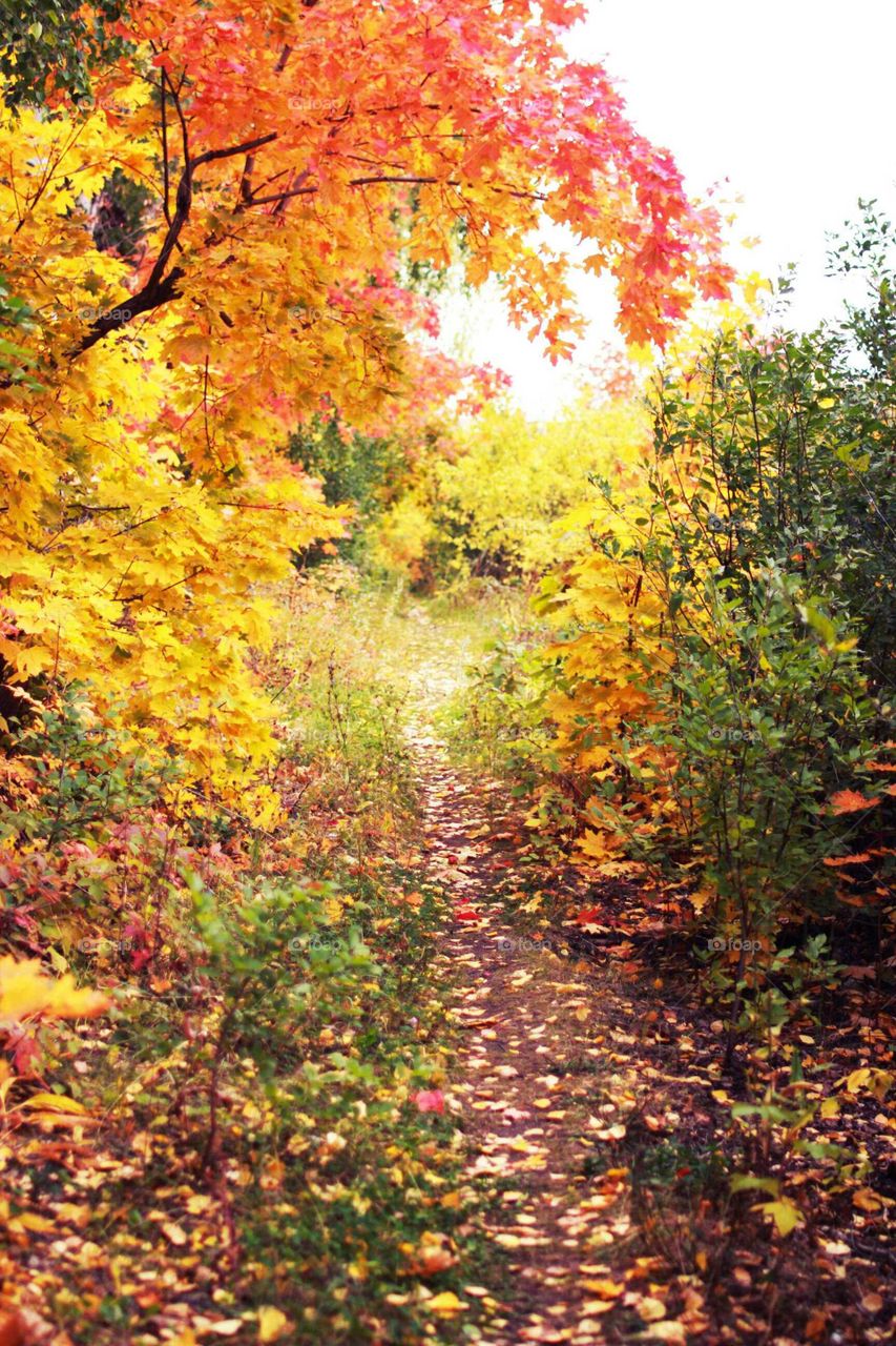 Fall, Leaf, Season, Nature, Maple