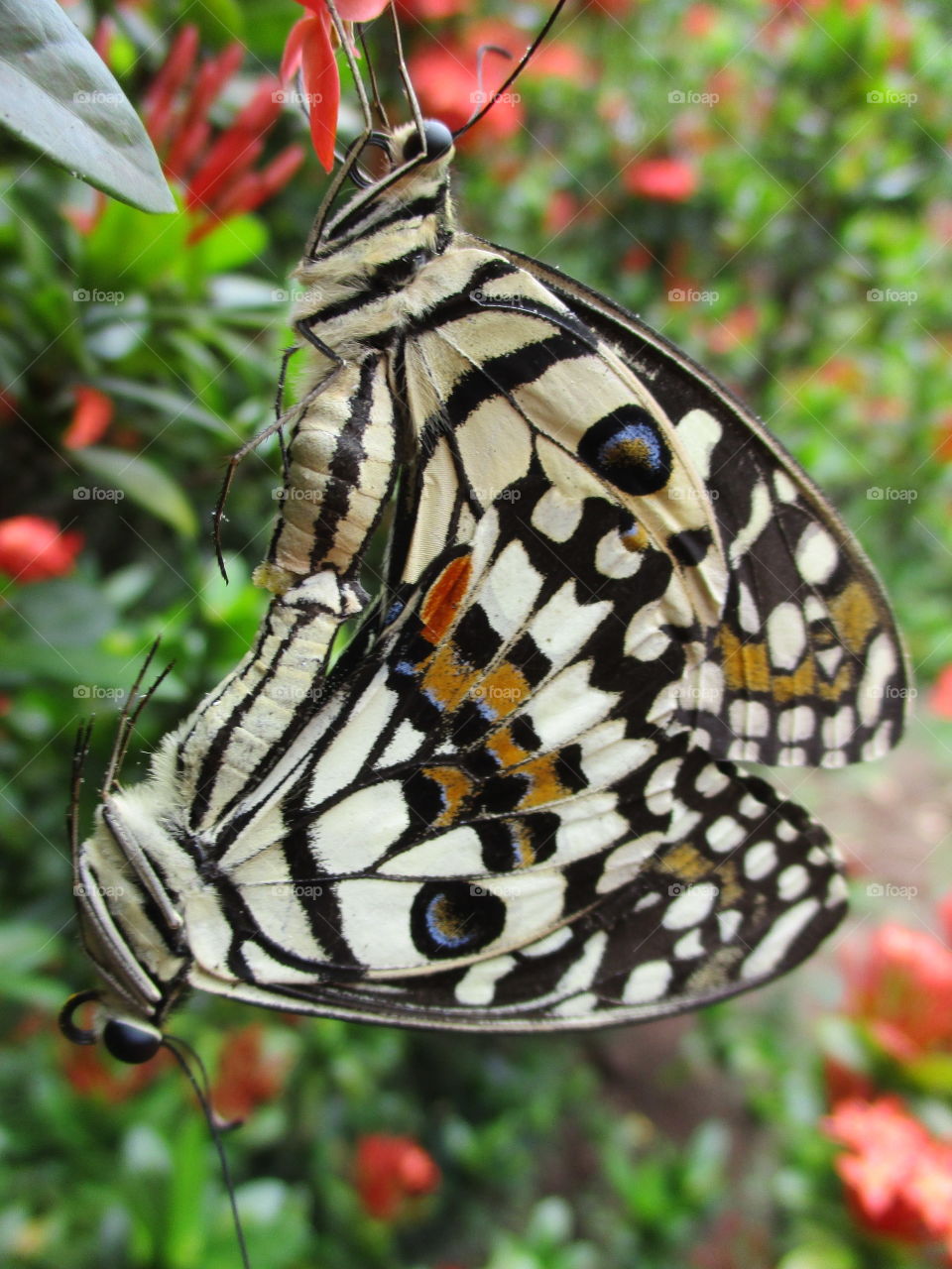 butterfly fertile