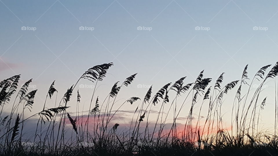 Reed against sky