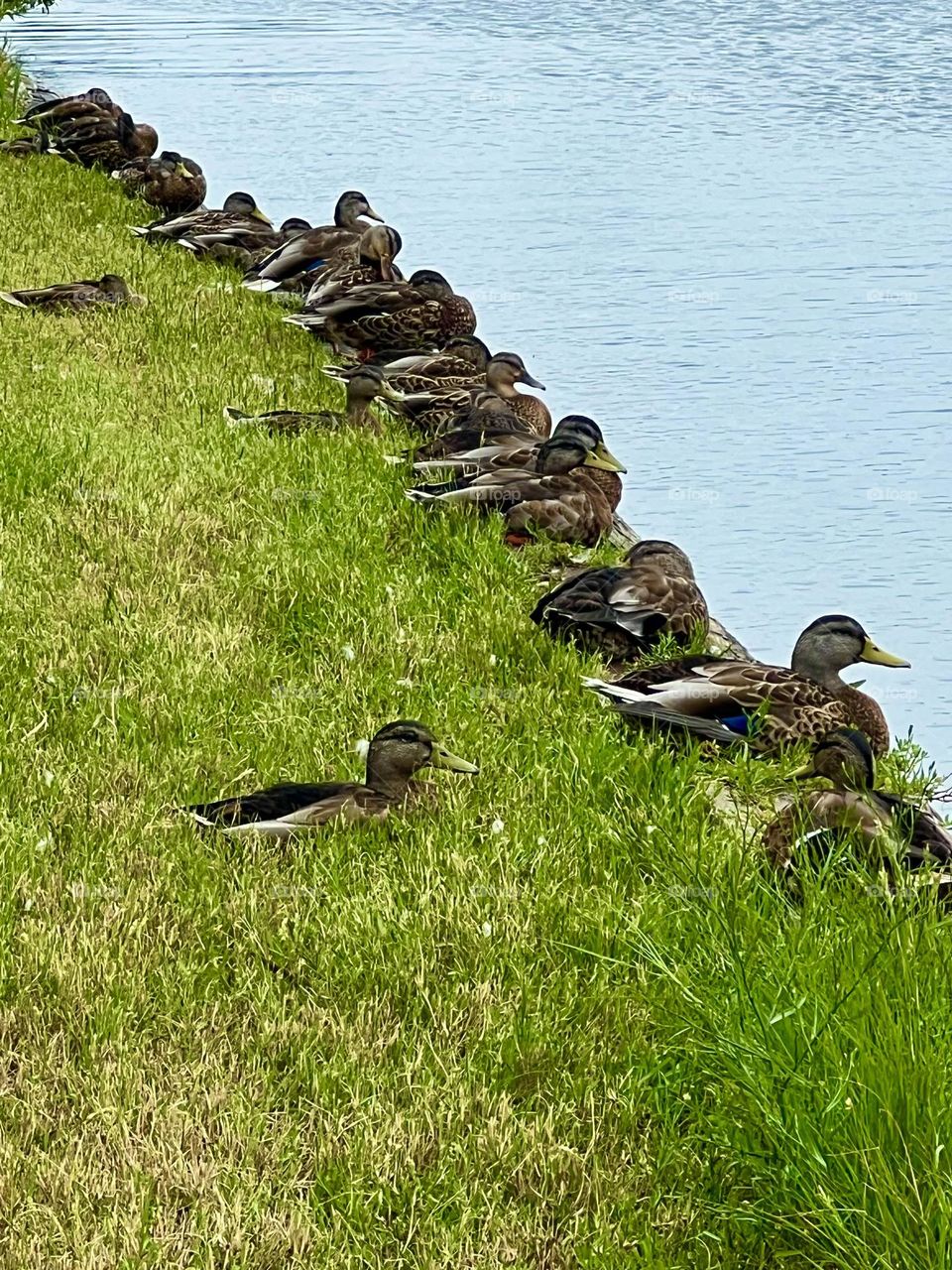 Get your ducks in a row!!