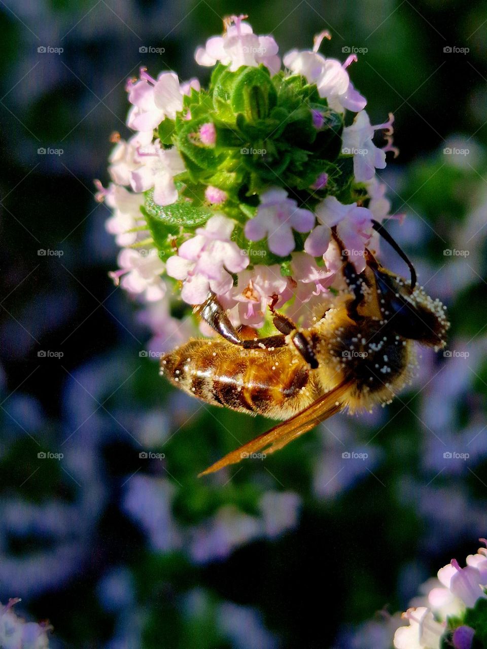 bee collecting pollen from flower