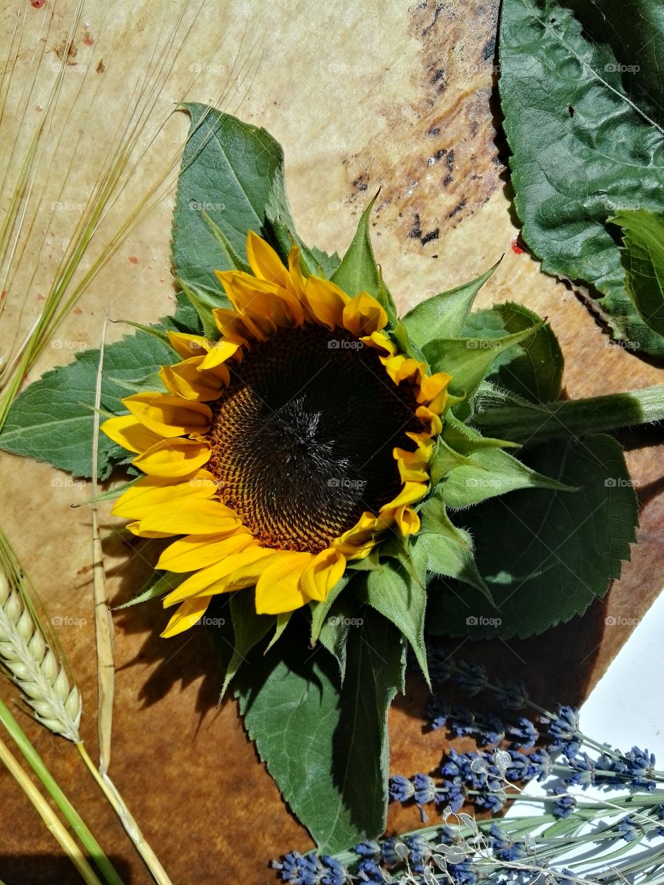 sunflower