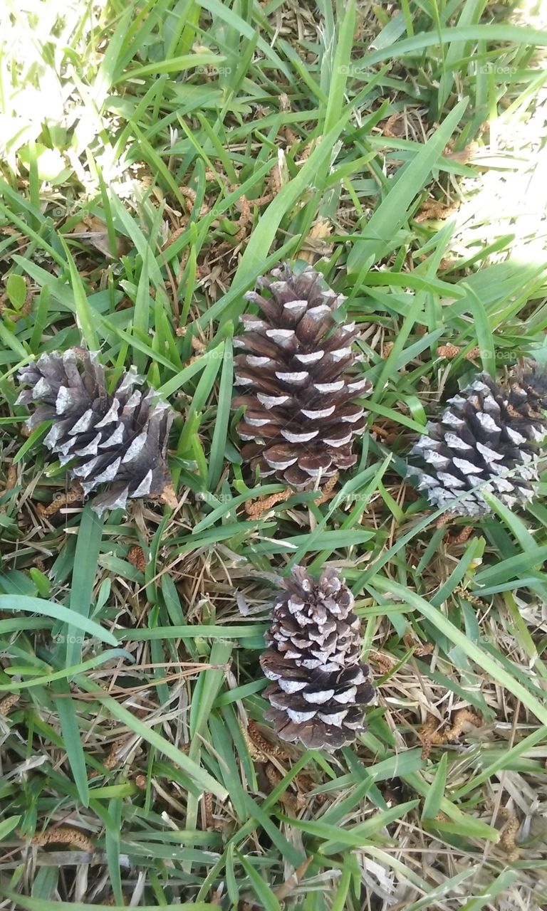 Pinecone. Saw the pinecone design in an empty lot.