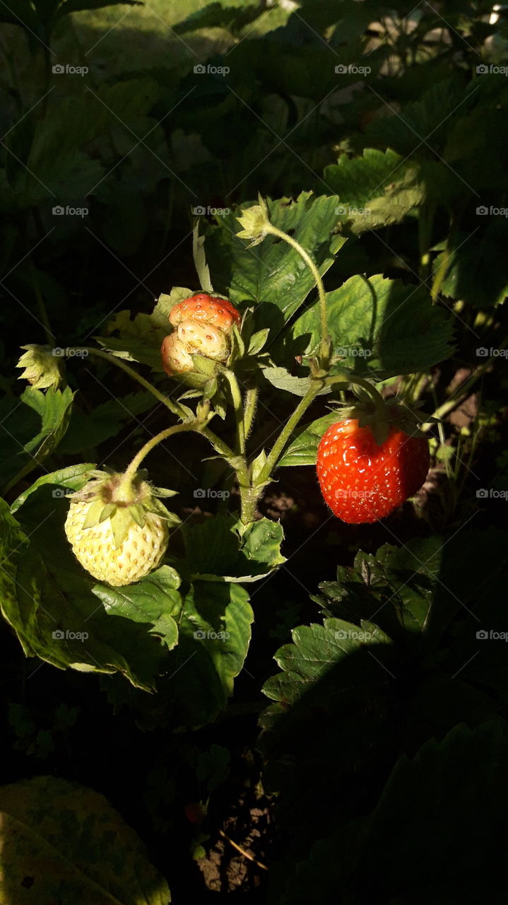 strawberries growing up