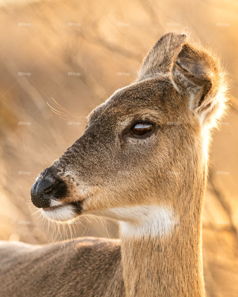 Wildlife portrait of a beautiful female white tailed deer, with the clear blue afternoon sky reflecting in her eye. 