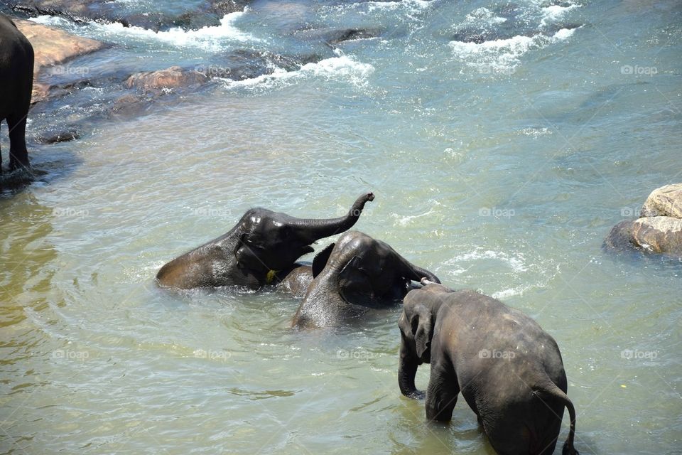 Taking bath the elephants 