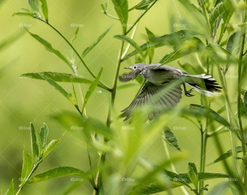 Blue-gray Gnatcatcher