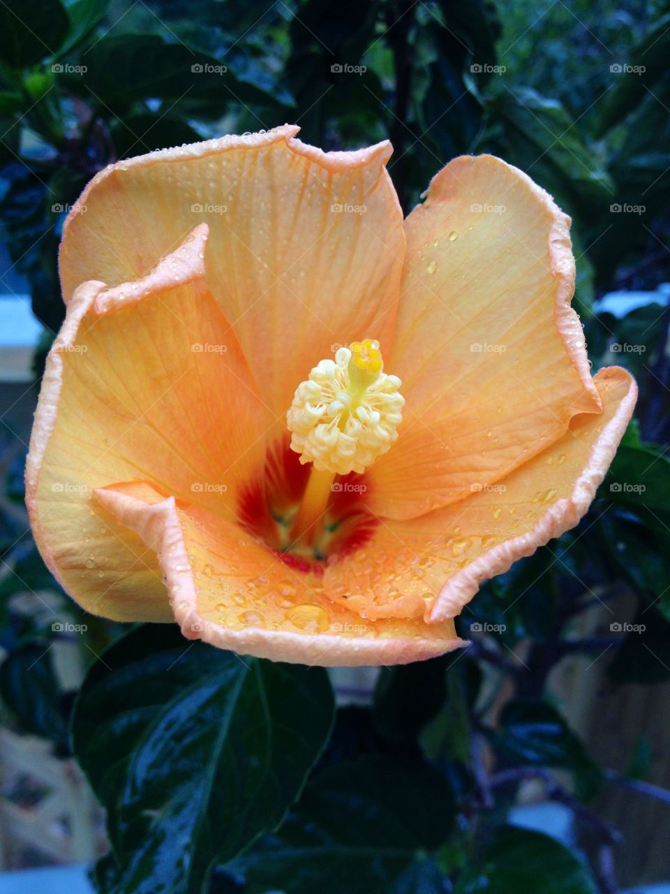 Hibiscus bud opening.