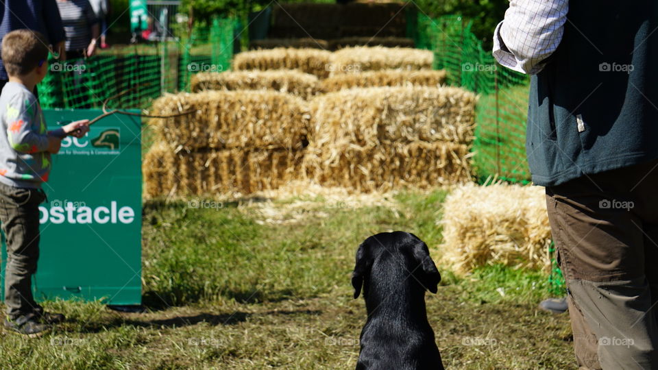 Gun dog completing an obstacle course 