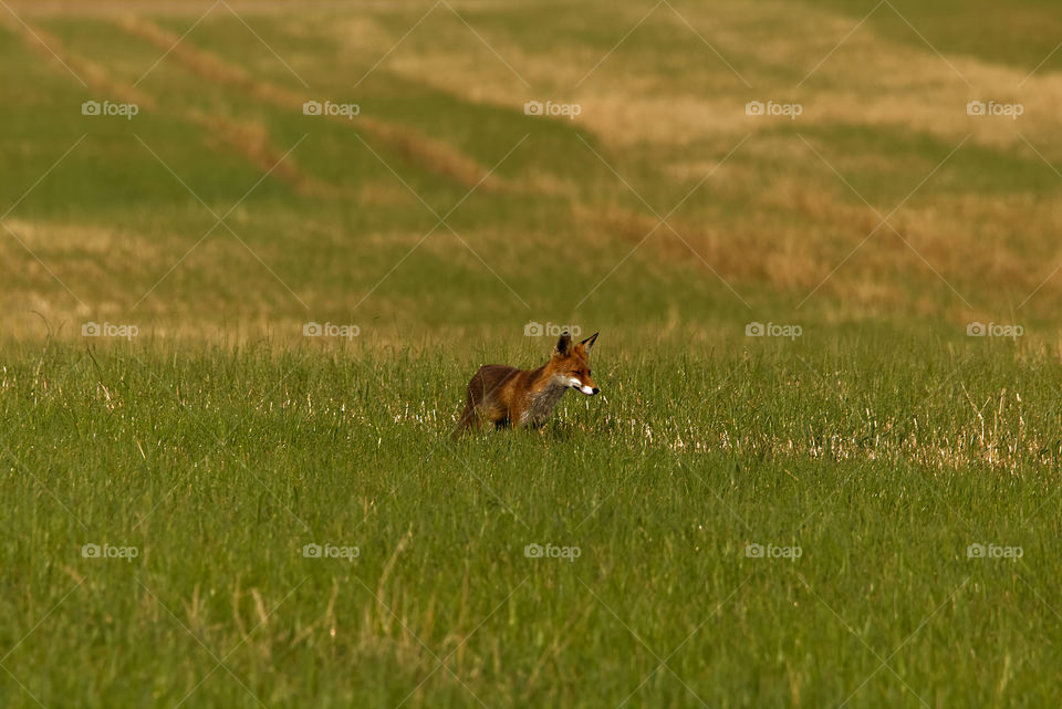 Fox