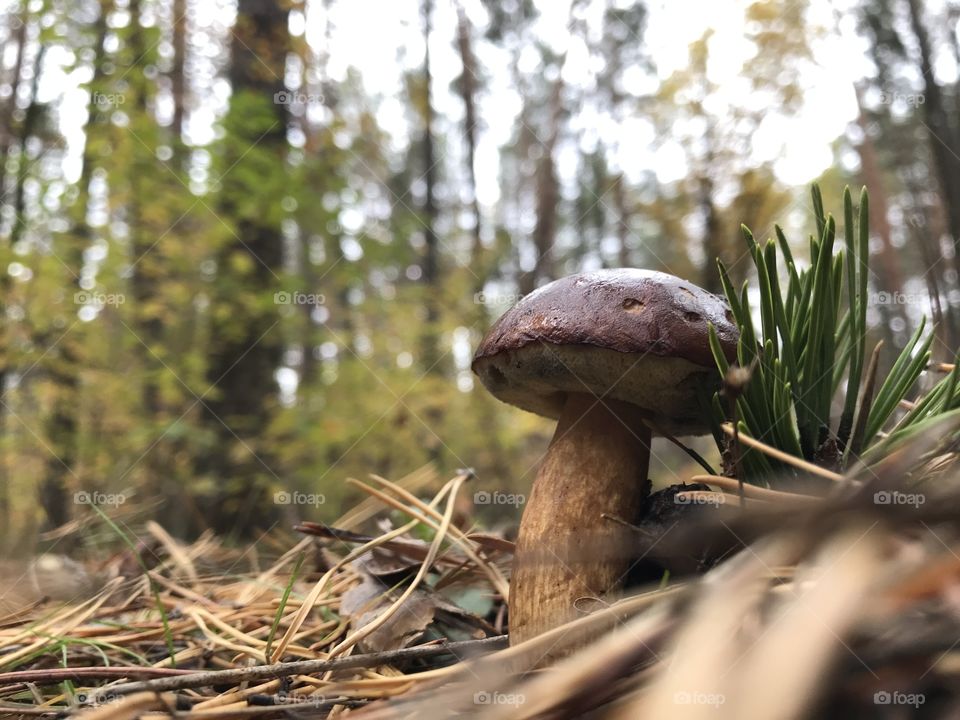 Mushroom 