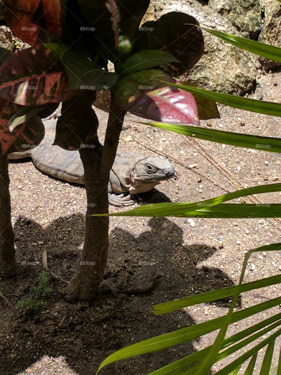 iguana sun bathing