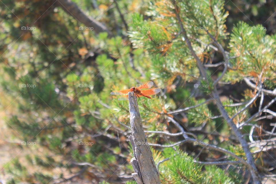 An orange dragonfly perched on a branch in Yellowstone National Park.