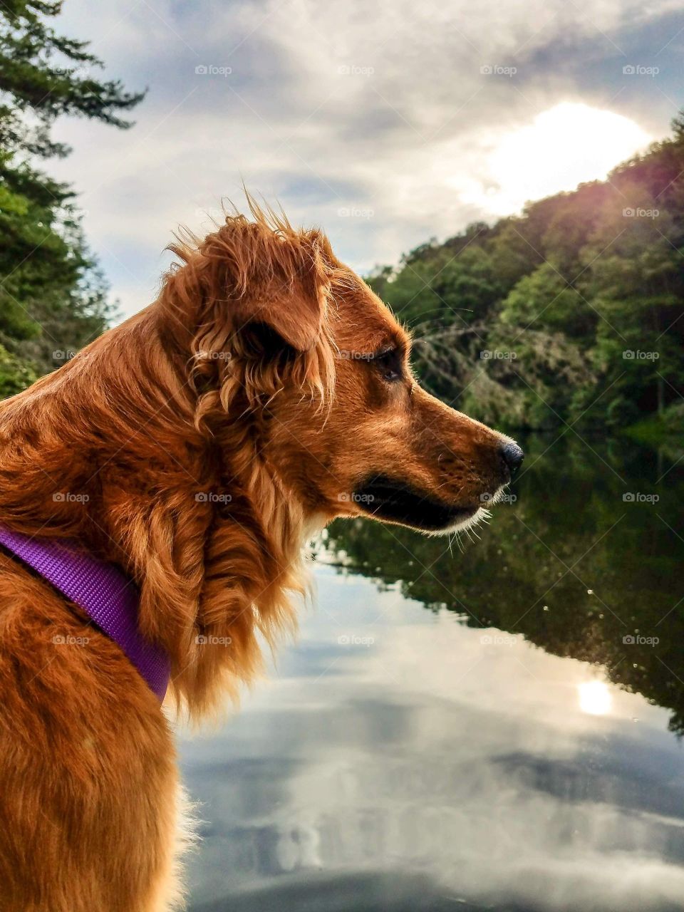 Sunny, my sweet golden retriever, enjoying a beautiful day on a scenic lake.