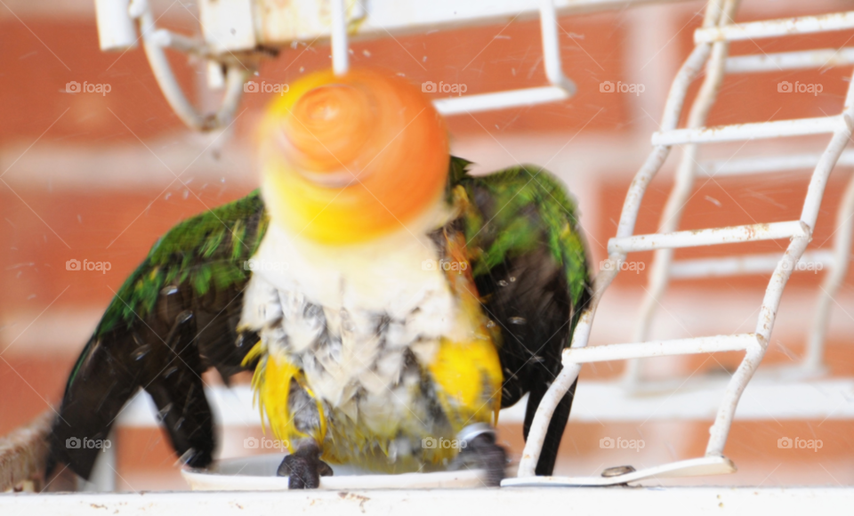 motion fun water bird by lightanddrawing