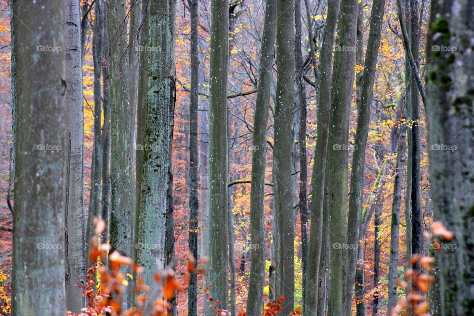 High and long trees in autumn forest