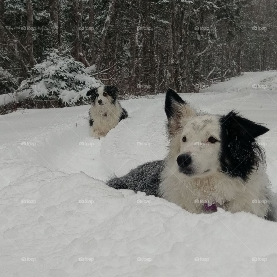 snow dogs