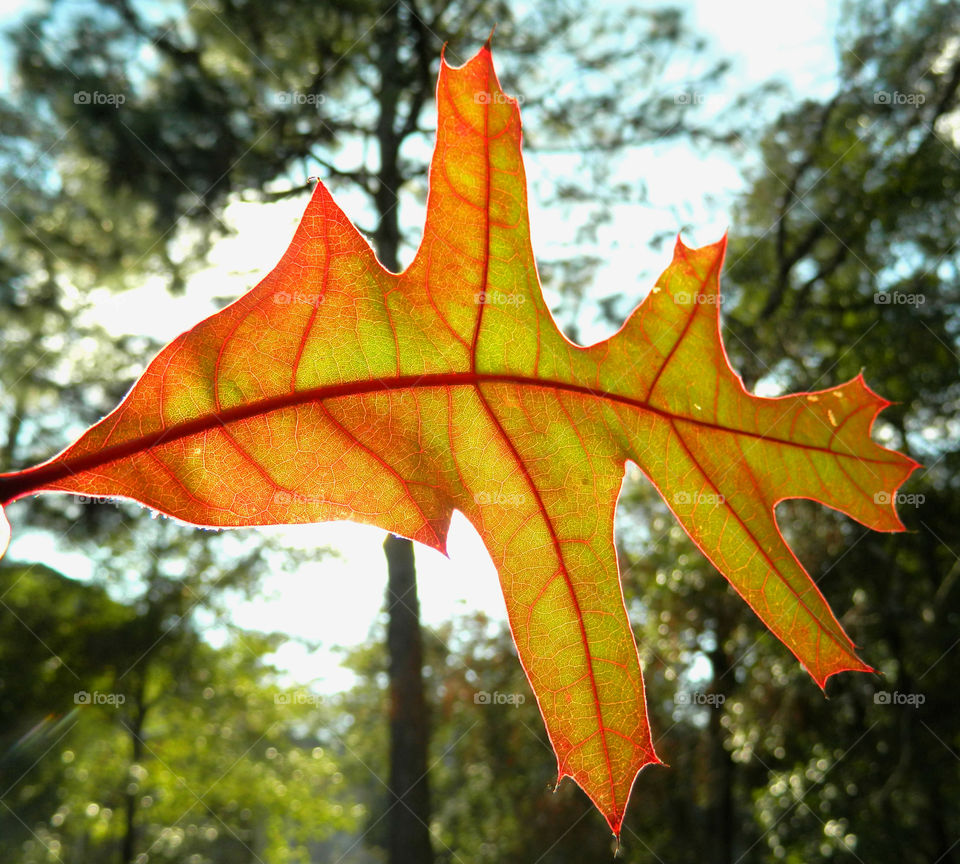 Autumn is my favorite time of year! It is a transition between summer and winter. The weather is unpredictable, and in some areas the tree leaves turn into the most fantastic orange, red, yellow, and golden brown. When you drive through the country, the sun burst on the multicolored hillsides, so vivid it is unbelievable!