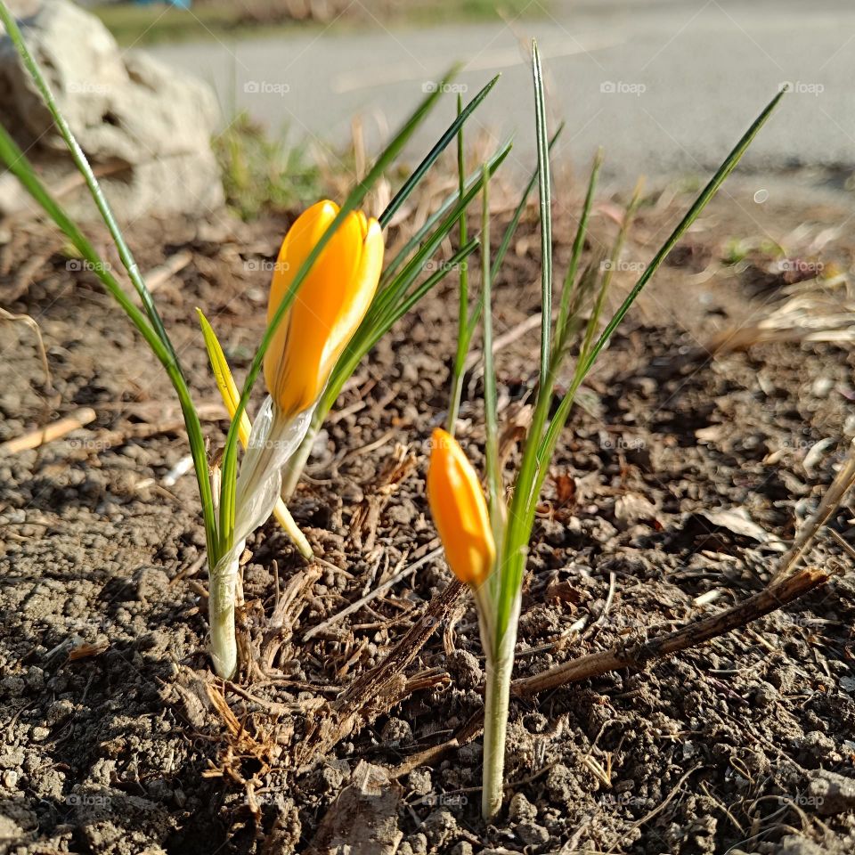 yellow crocuses