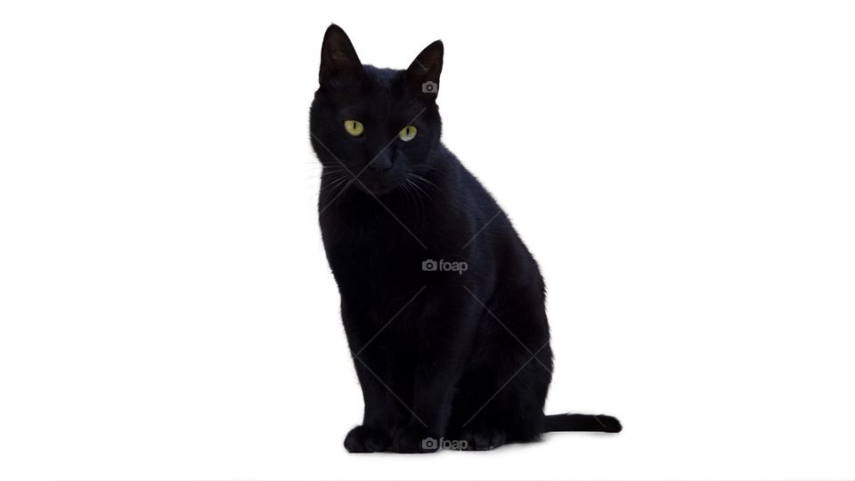 Black Cat, White Background