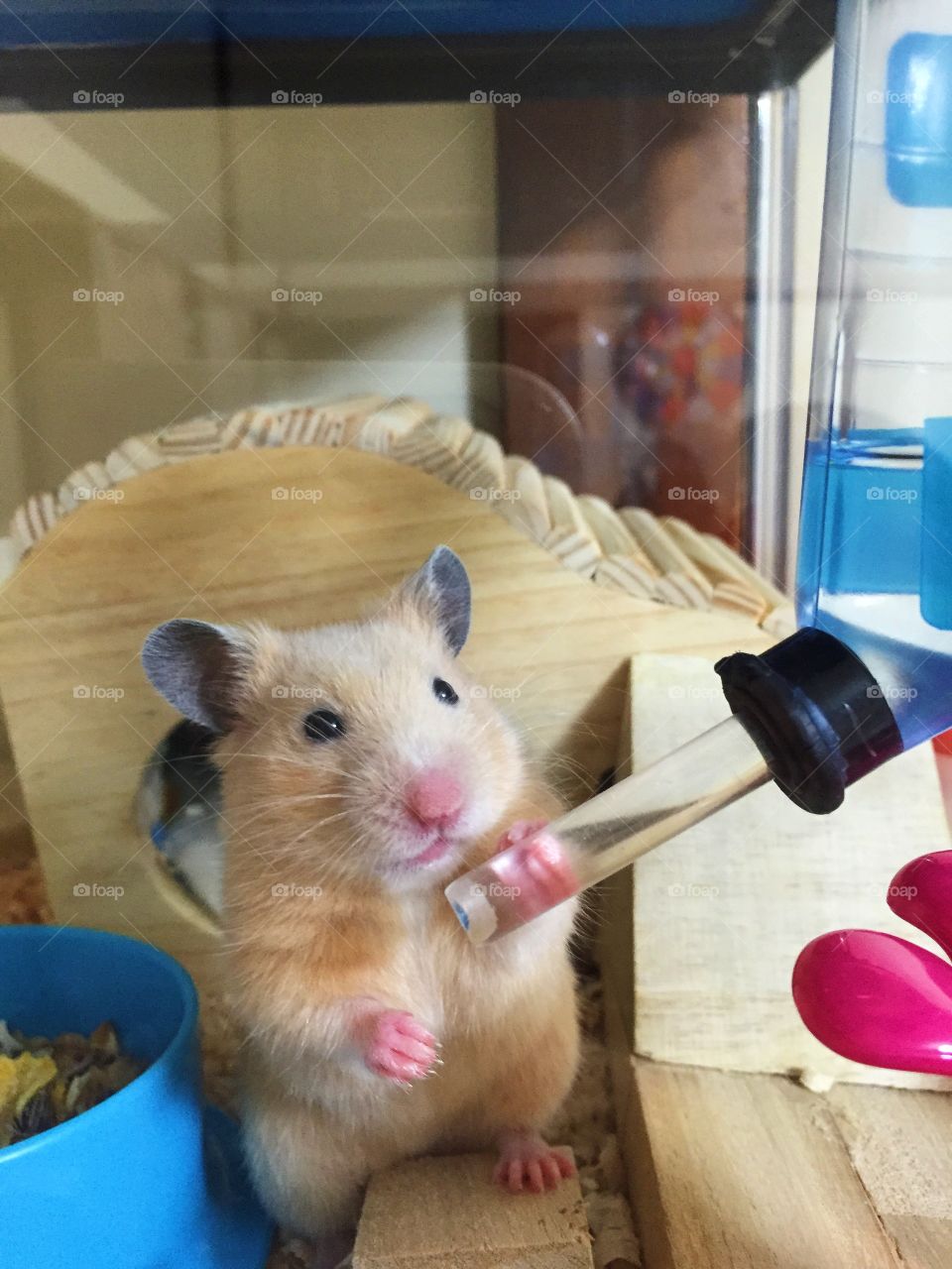 My little hamster says:" what you looking at me?"