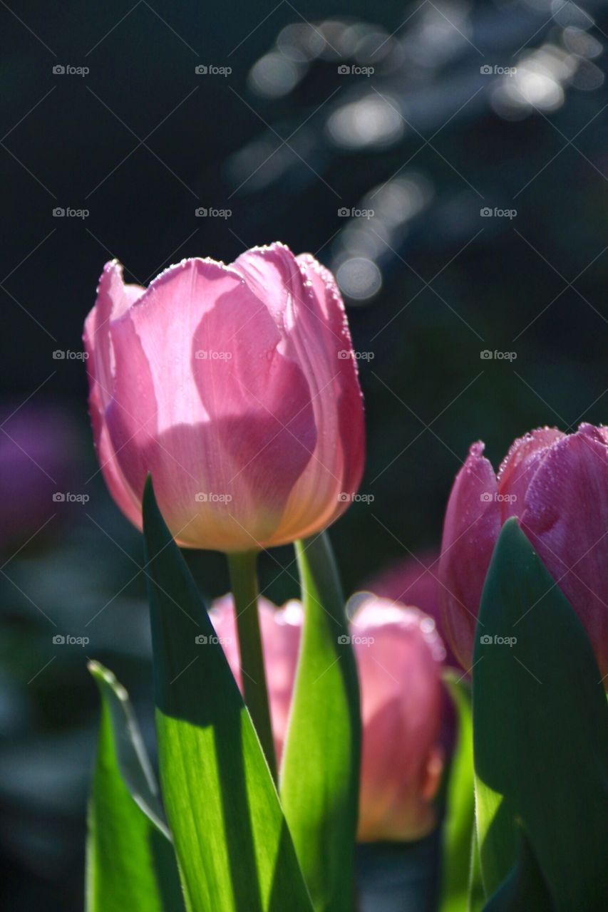 Pink dewy spring tulips closeup with morning light shining through 