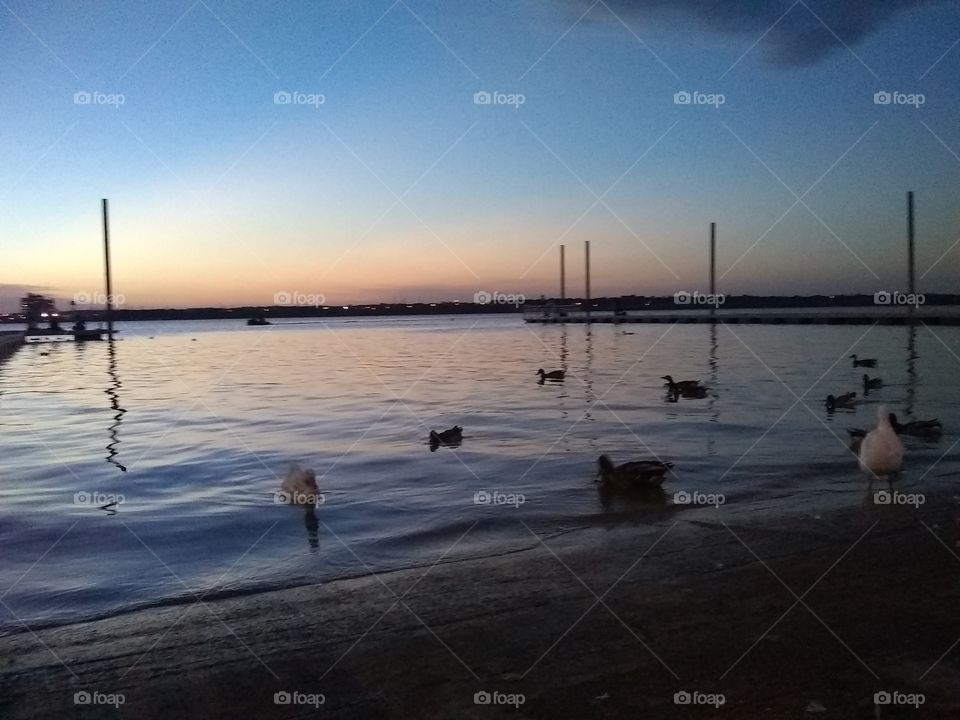 Beautiful sunset with beautiful ducks. Perfect combination.