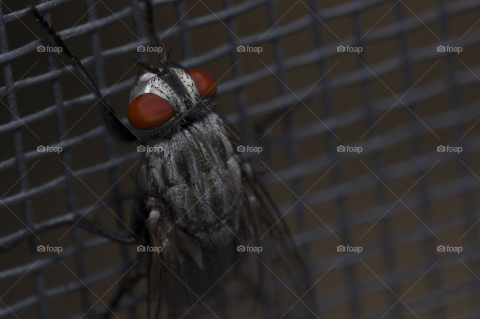 Fly close up, insect macro. Insect Screen Background. The flies are insect carriers of cholera. Living on kitchen accessories, fruits, vegetables and food scraps.