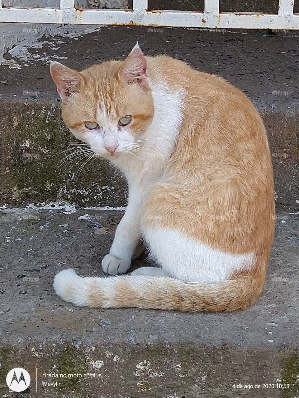 Gato de Favela
