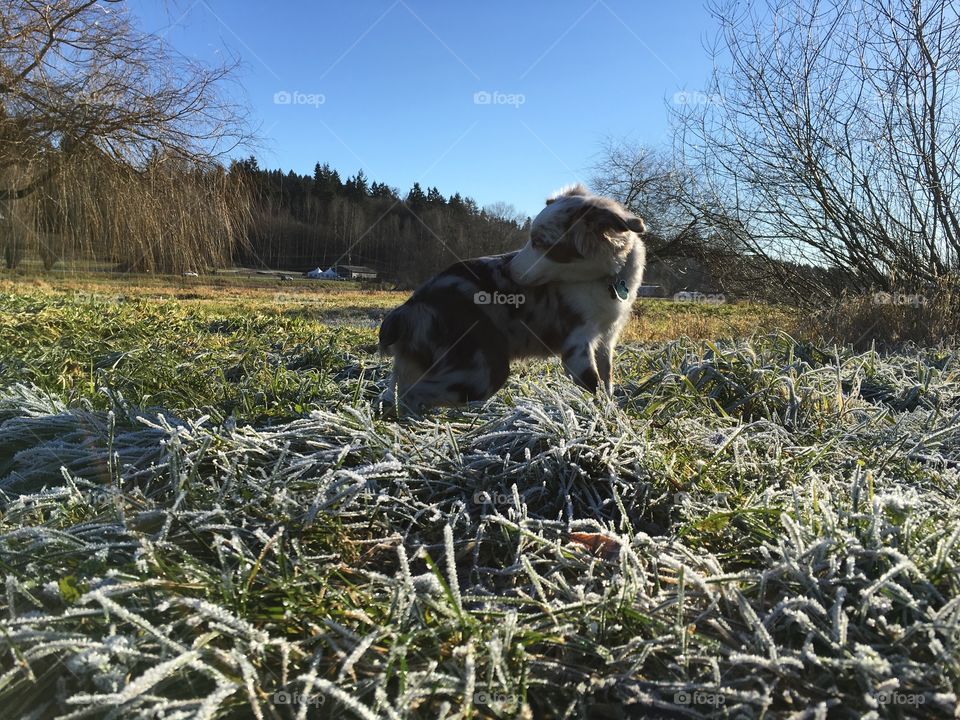 Dog in a field