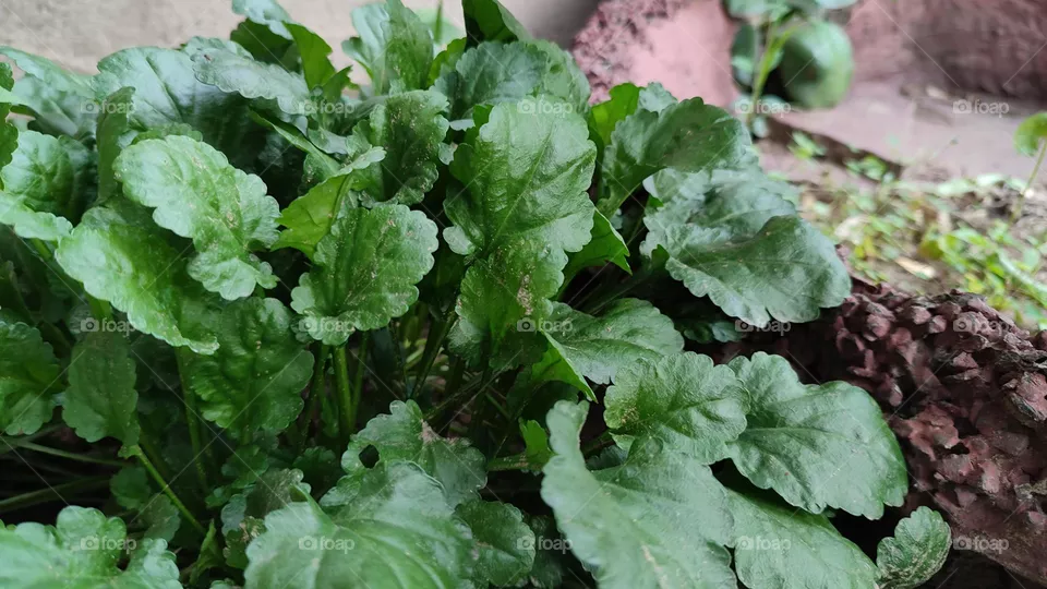 Plants
