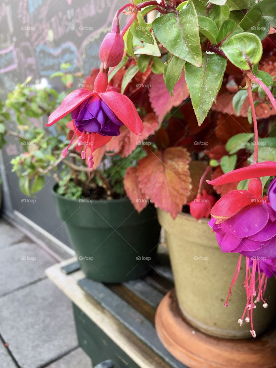 Potted flowers on a rooftop garden in Seattle