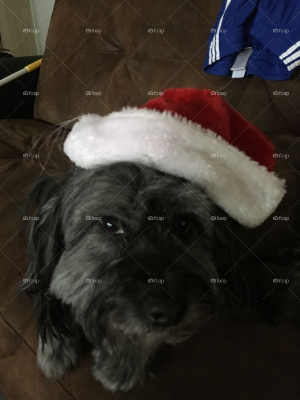 Rex dressed as Santa 