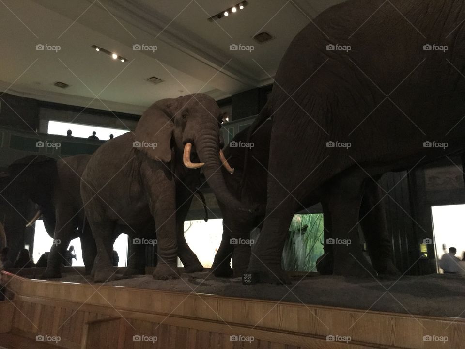 Taxidermy elephants at the Smithsonian Museum of Natural History in New York City.
