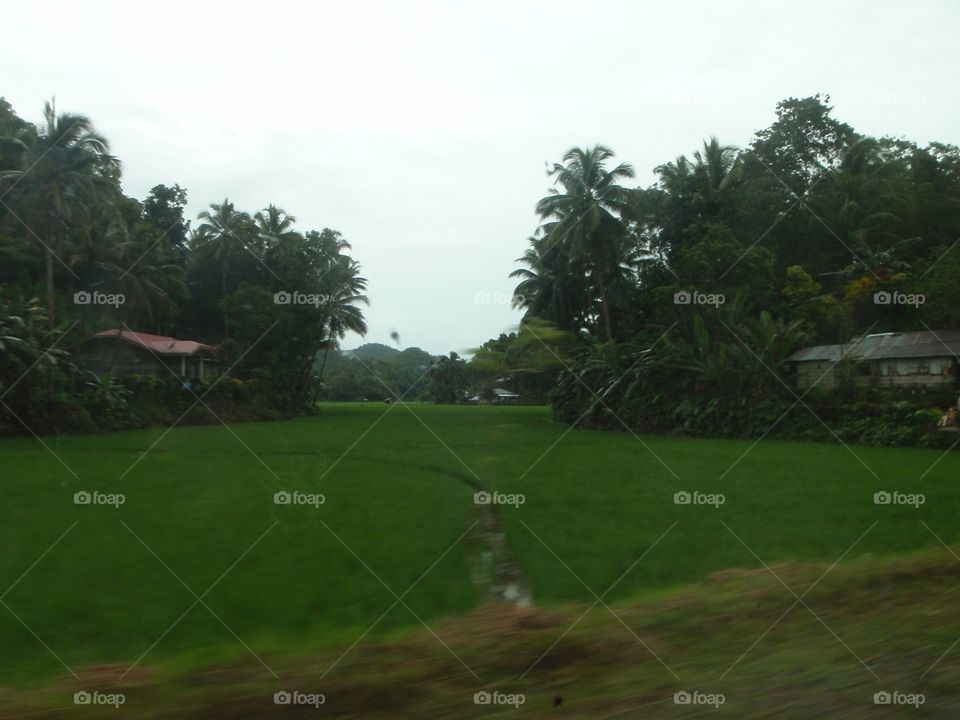 Golf, Tree, Landscape, No Person, Grass