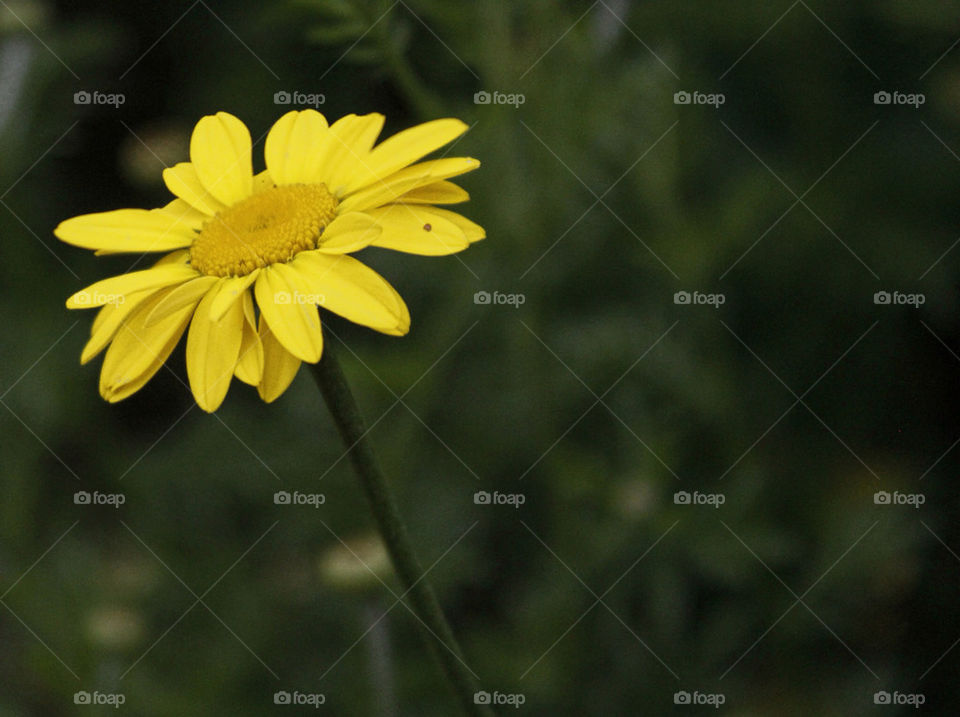 garden yellow flower macro by chris7ben