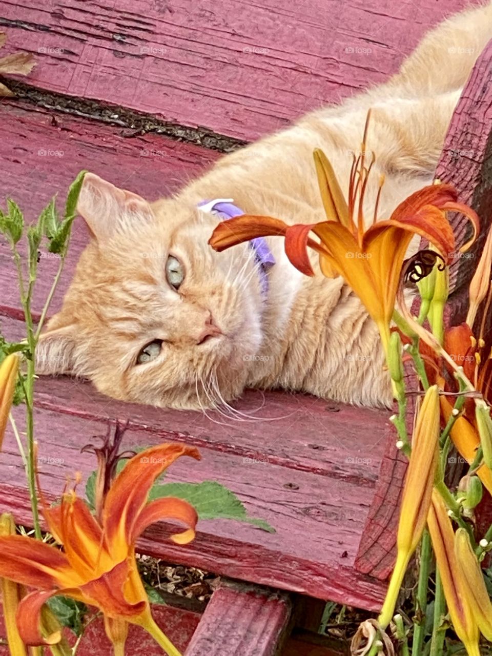 Orange Kitty 