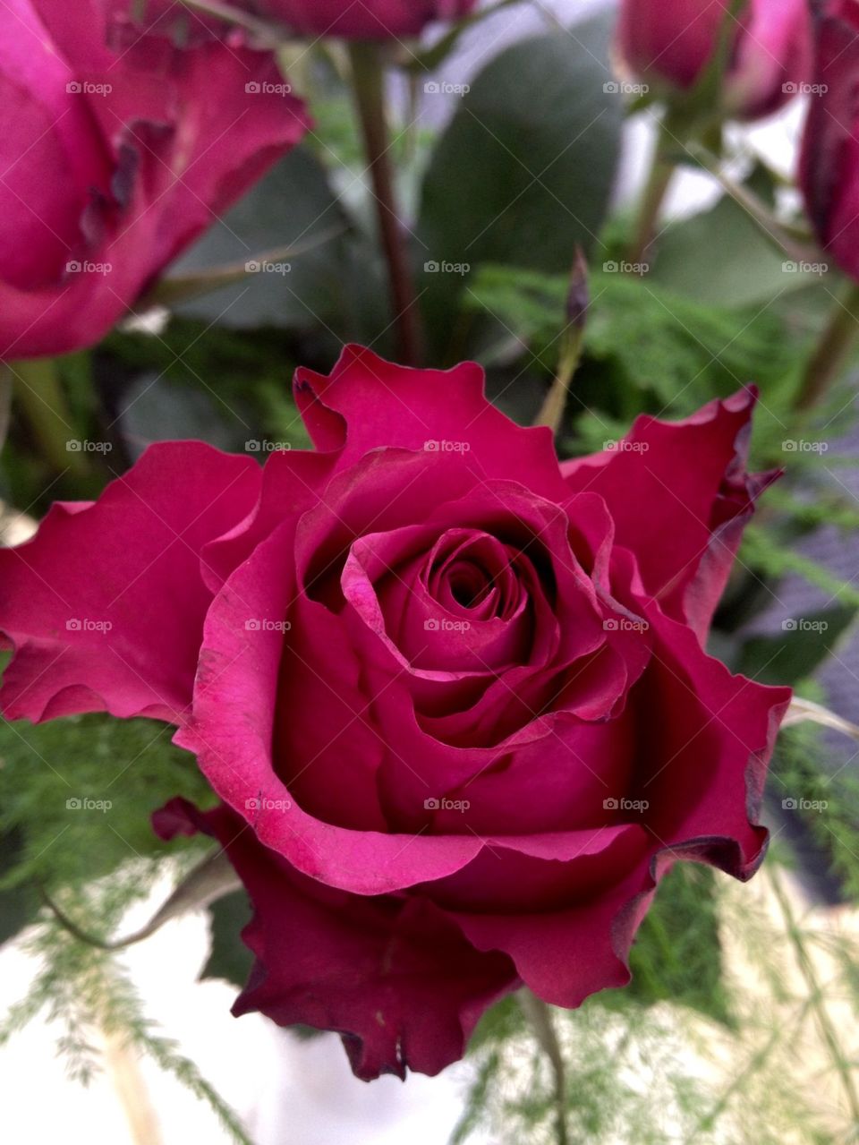 Raspberry colored rose