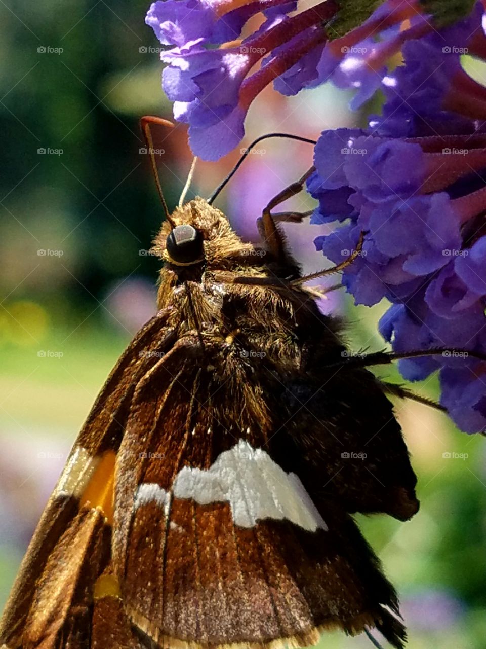 butterfly drinking nectar from purple butterfly bush, close-up