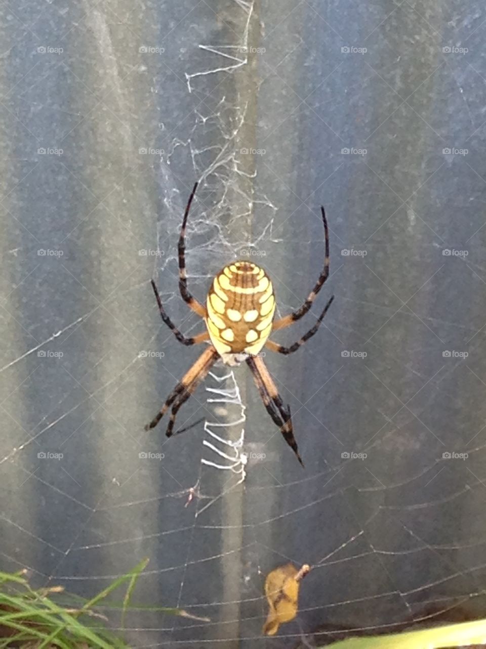 Garden Spider