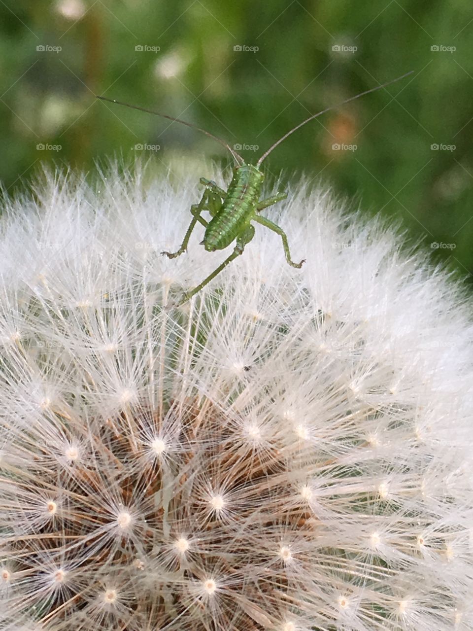 Little inhabitant of a big world