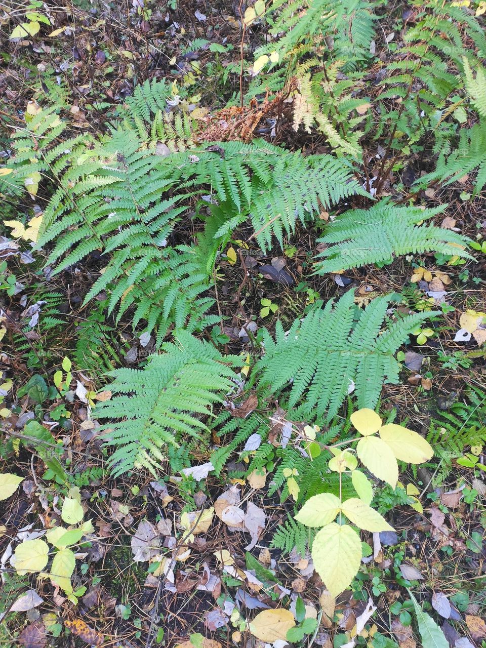 Green fern in the forest