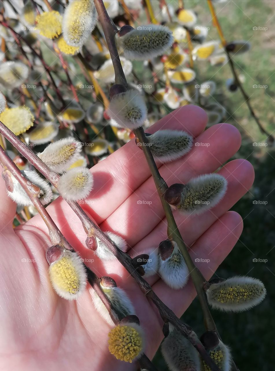 Pussy willow