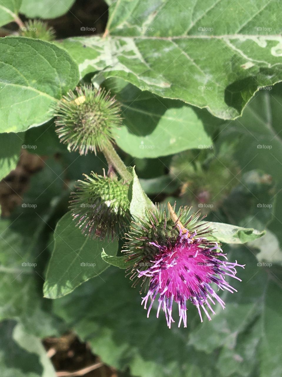Thistle flower 