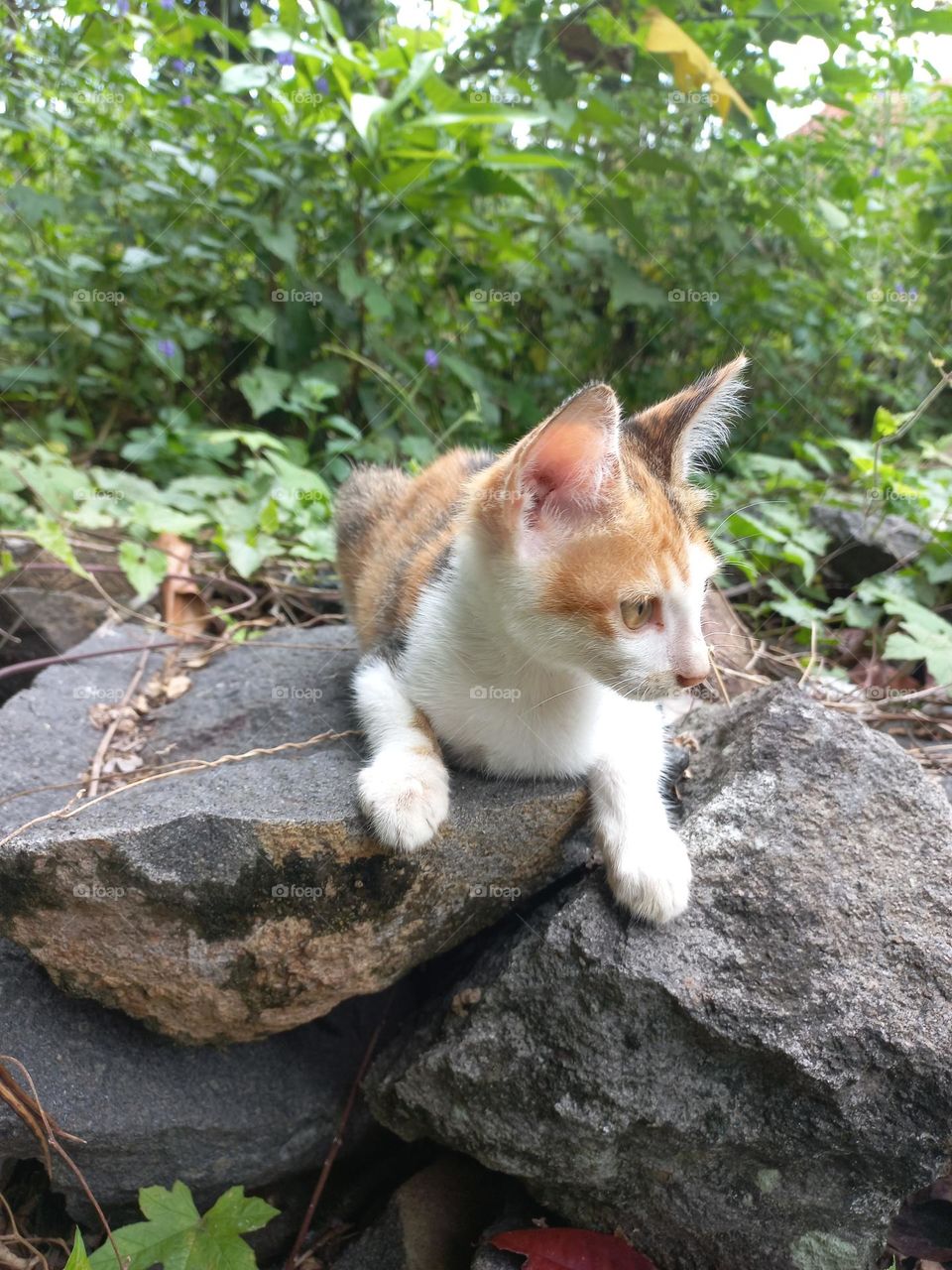 The cute kitten is in the grass garden