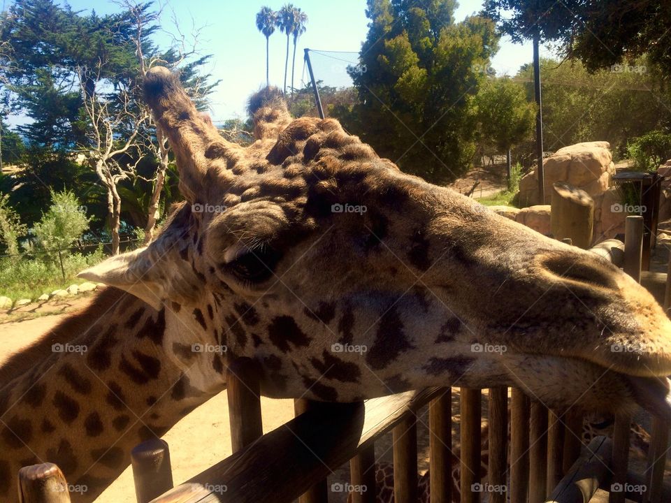 Giraffe feeding 