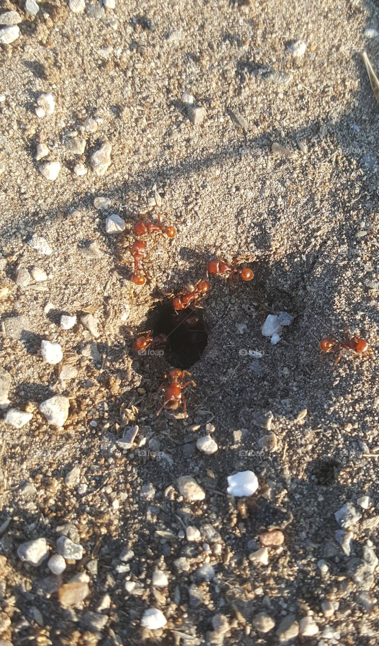 fire ants